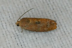 Cydia latiferreana