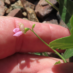 Phaseolus filiformis