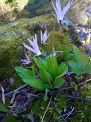 Primula jeffreyi