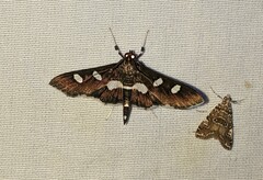 Desmia funeralis