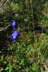 Aconitum delphiniifolium