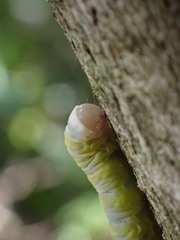Lithophane querquera