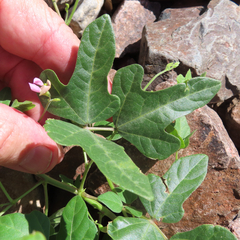 Phaseolus filiformis