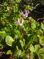 Primula jeffreyi