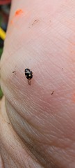Hyperaspis festiva