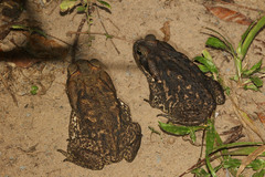 Rhinella diptycha