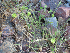 Physalis hederifolia