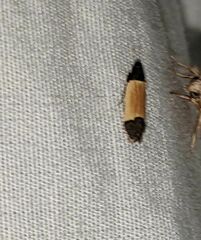 Anacampsis coverdalella