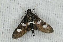 Desmia funeralis