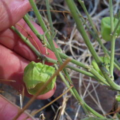 Physalis hederifolia