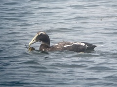 Somateria mollissima