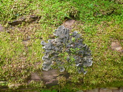 Peltigera praetextata