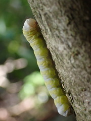 Lithophane querquera