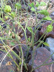 Physalis hederifolia