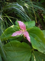 Trillium ovatum