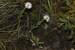 Erigeron caespitosus