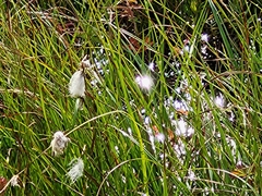 Trichophorum alpinum