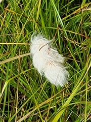 Trichophorum alpinum