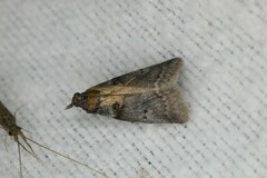 Acrobasis caryae