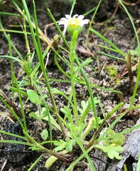 Brachyscome goniocarpa