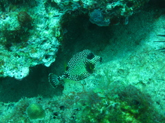 Lactophrys triqueter