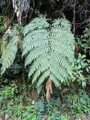 Lophosoria quadripinnata
