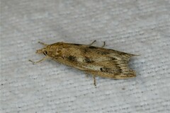 Occidentalia comptulatalis