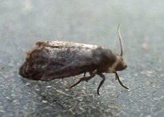 Tortricoidea