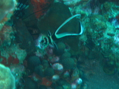 Eques punctatus