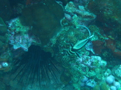 Eques punctatus