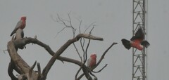 Eolophus roseicapilla