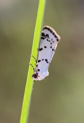 Grotella binda