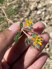 Kallstroemia parviflora