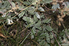 Potentilla hippiana