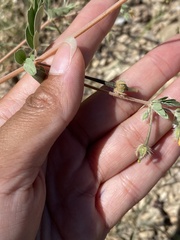 Kallstroemia parviflora