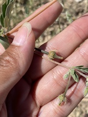 Kallstroemia parviflora