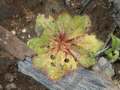 Drosera bulbosa