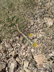 Kallstroemia parviflora