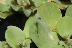 Ischnura denticollis