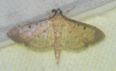 Herpetogramma bipunctalis