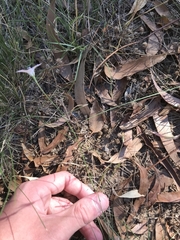 Wahlenbergia luteola