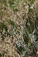 Potentilla hippiana