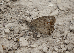 Pseudochazara pelopea