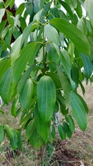Cinnamomum verum
