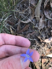 Wahlenbergia luteola
