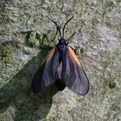 Pyromorpha dimidiata