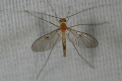 Macrocera inconcinna