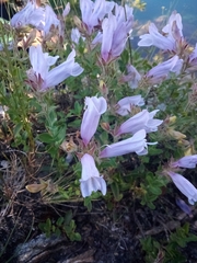 Penstemon ellipticus