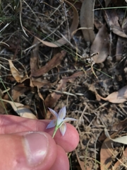 Wahlenbergia luteola