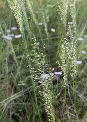 Blepharoneuron tricholepis